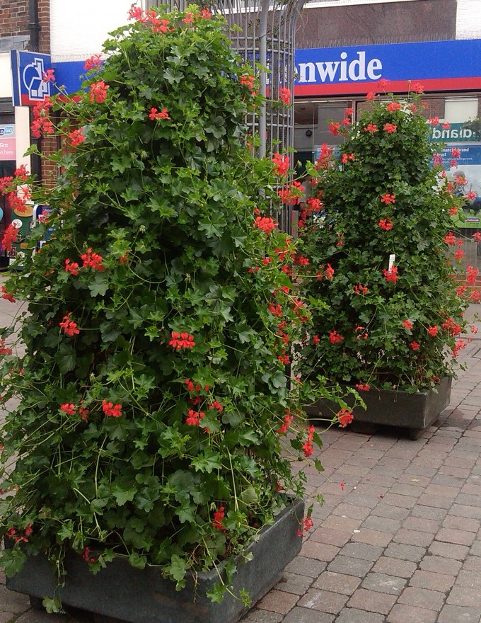 High Street Plants1