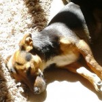 Tilly Returns Home