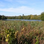 Image thanks to <a href="http://www.antonriver-conservation.org.uk/work-sites/anton-lakes-local-nature-reserve/" target="_blank">The Anton River Conservation Association</a>