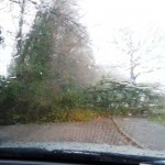 Fallen Tree on Pilgrims Way (Anji Gillies)