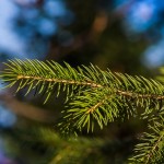 Recycle Your Christmas Tree